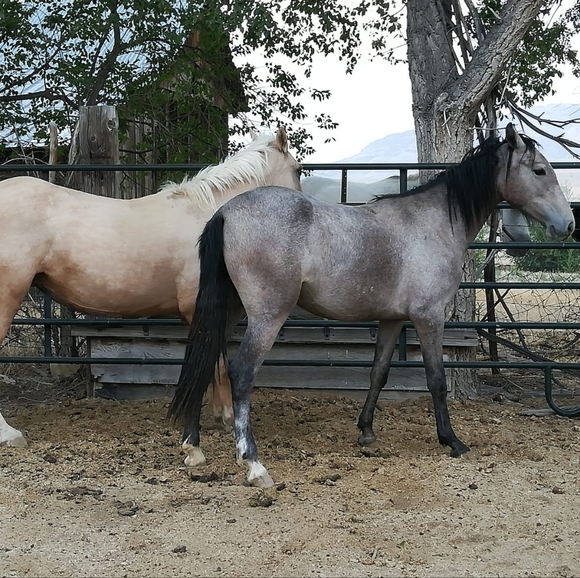 Meet your Posher, Katrina - Picture 2 of 8